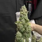First Grow 2026