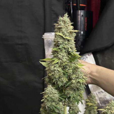 First Grow 2026