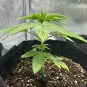 RSC - Grape Ape