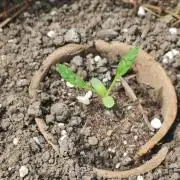 Auto 00 Cheese outdoor