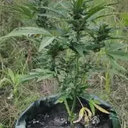 Auto 00 Cheese outdoor