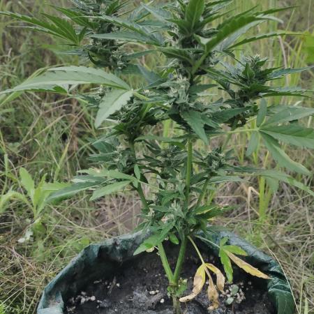 Auto 00 Cheese outdoor