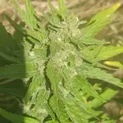 Auto 00 Cheese outdoor