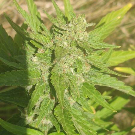 Auto 00 Cheese outdoor
