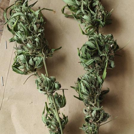 Auto 00 Cheese outdoor