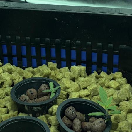 Indoor XXX #15 (Ethos Genetics)