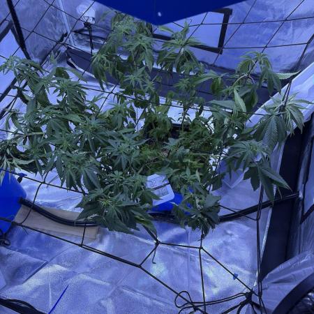 Indoor XXX #15 (Ethos Genetics)