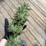 First grow