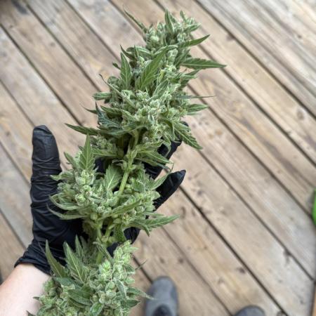 First grow