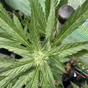 First grow