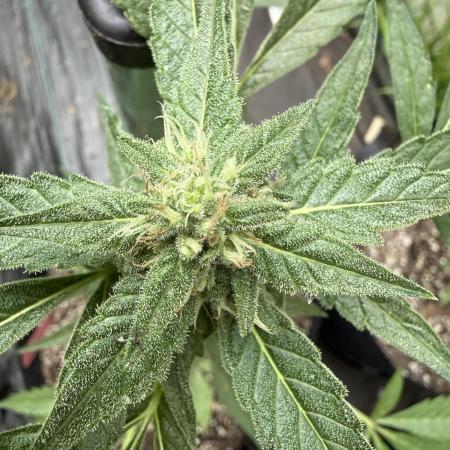 First grow