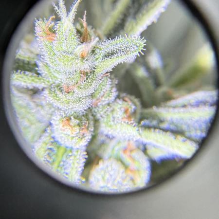 First grow