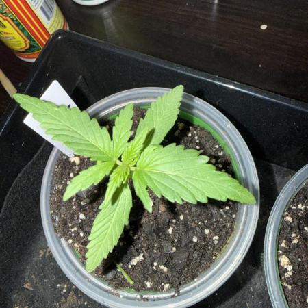 First grow