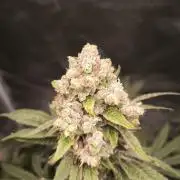 Havlik Growfamily