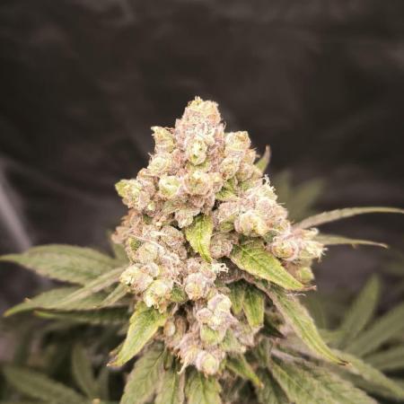 Havlik Growfamily