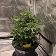 Auto night Queen