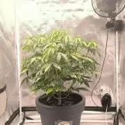 Auto Sweet Bourbon  kush