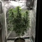 Auto Sweet Bourbon  kush