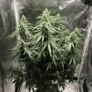 Auto Sweet Bourbon kush
