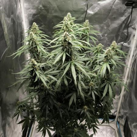 Auto Sweet Bourbon  kush