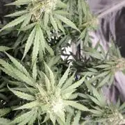 Auto Sweet Bourbon  kush