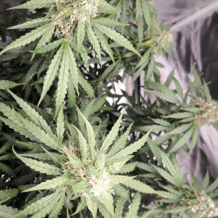 Auto Sweet Bourbon  kush