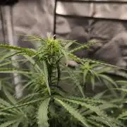 Auto Sweet Bourbon  kush