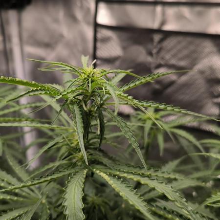 Auto Sweet Bourbon  kush