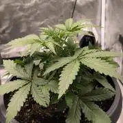 Auto night Queen