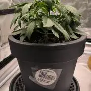 Auto Sweet Bourbon  kush
