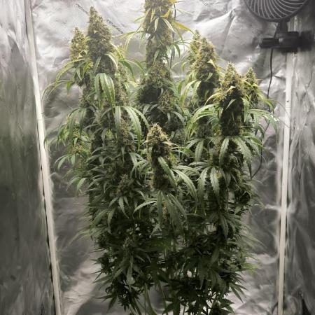 Auto night Queen