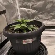 Auto night Queen