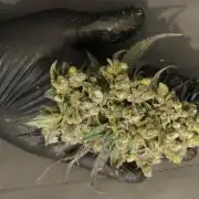 Havlik Growfamily