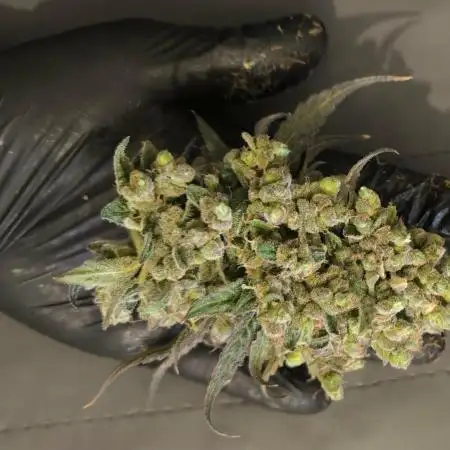 Havlik Growfamily