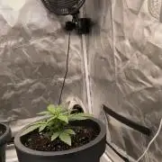 Auto Sweet Bourbon  kush
