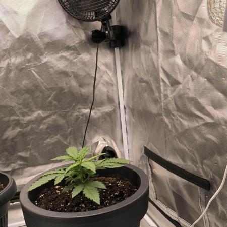Auto Sweet Bourbon  kush