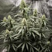 Auto night Queen