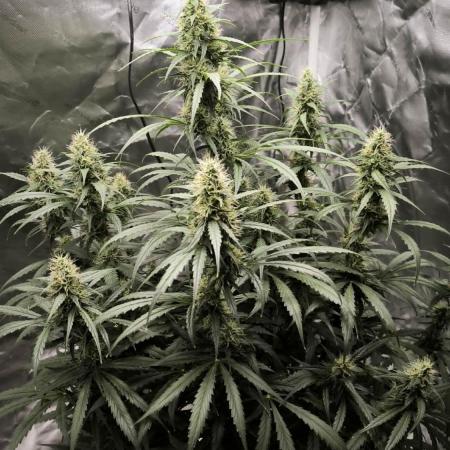Auto night Queen