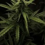 Auto night Queen