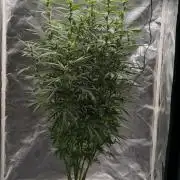 Auto night Queen