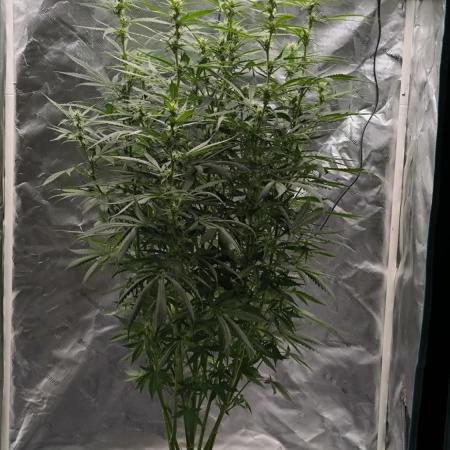 Auto night Queen