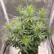 Auto night Queen