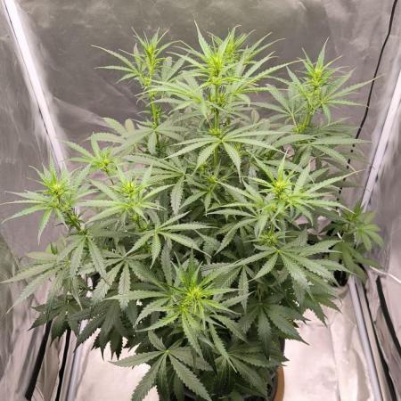 Auto night Queen
