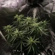 Auto Sweet Bourbon kush