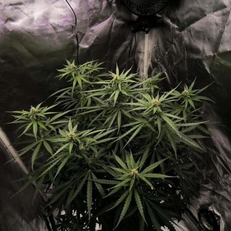 Auto Sweet Bourbon  kush