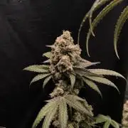 Havlik Growfamily