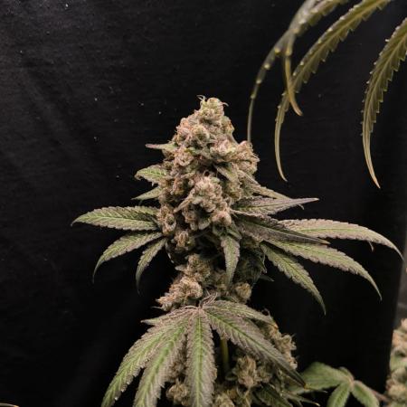 Havlik Growfamily