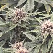 Banana Purple Punch Auto