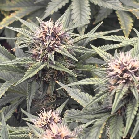 Banana Purple Punch Auto