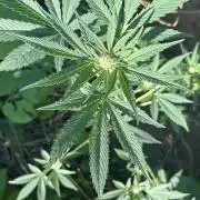 BARNEYS FARM - “LSD”